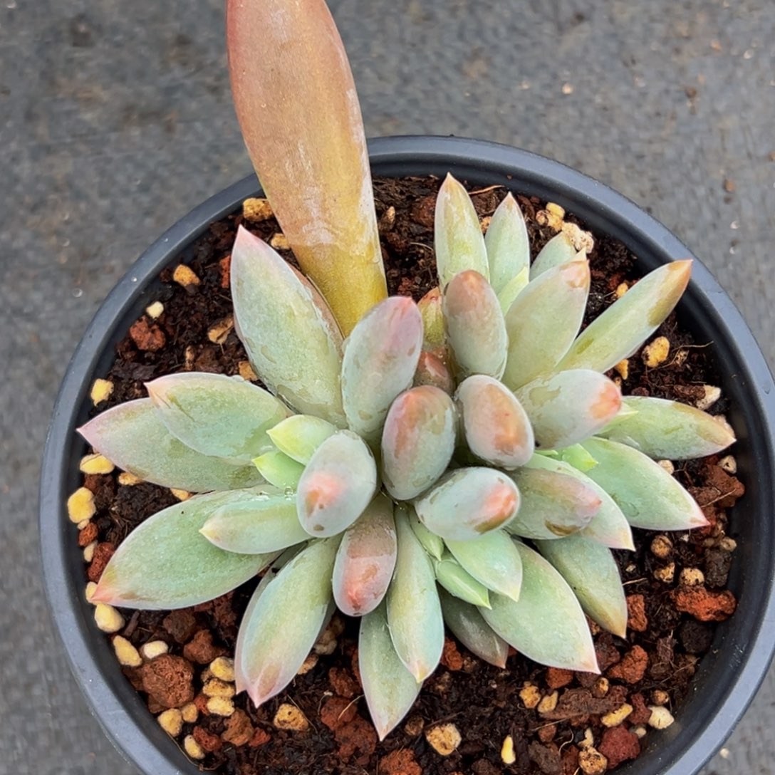 1棵美人系列多肉植物