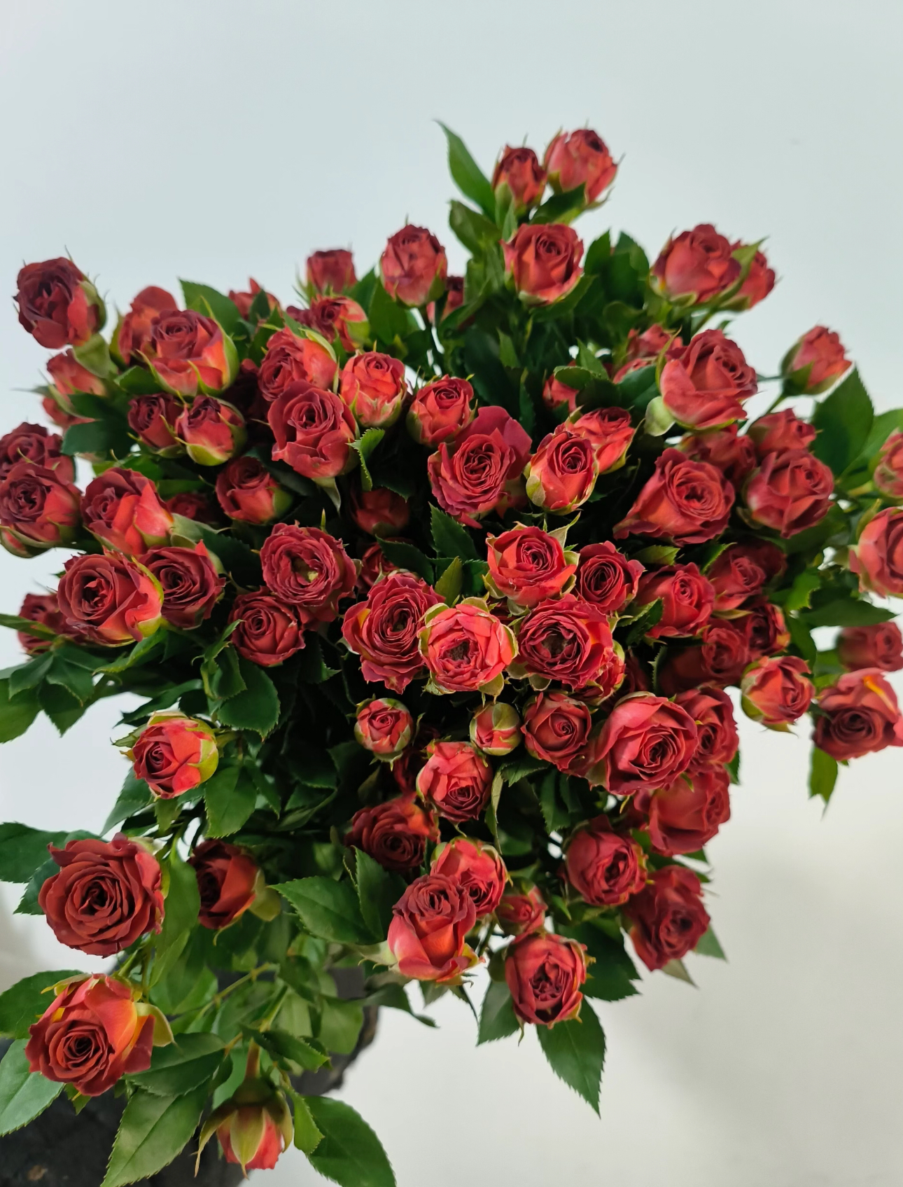 【巧克力泡泡】多头玫瑰 收到需醒花 云南鲜花批发基地