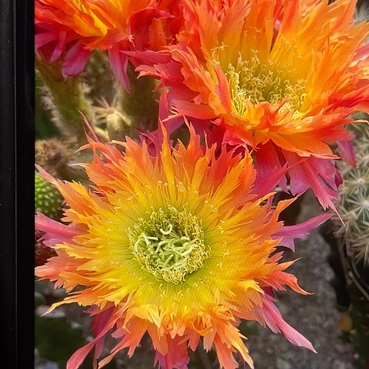 112毛花柱12厘米起