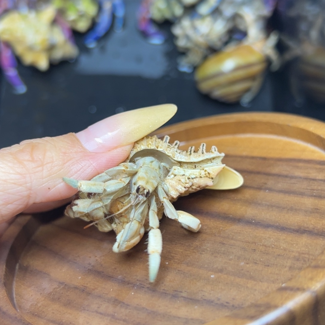 08紫陆浅色系1.3口