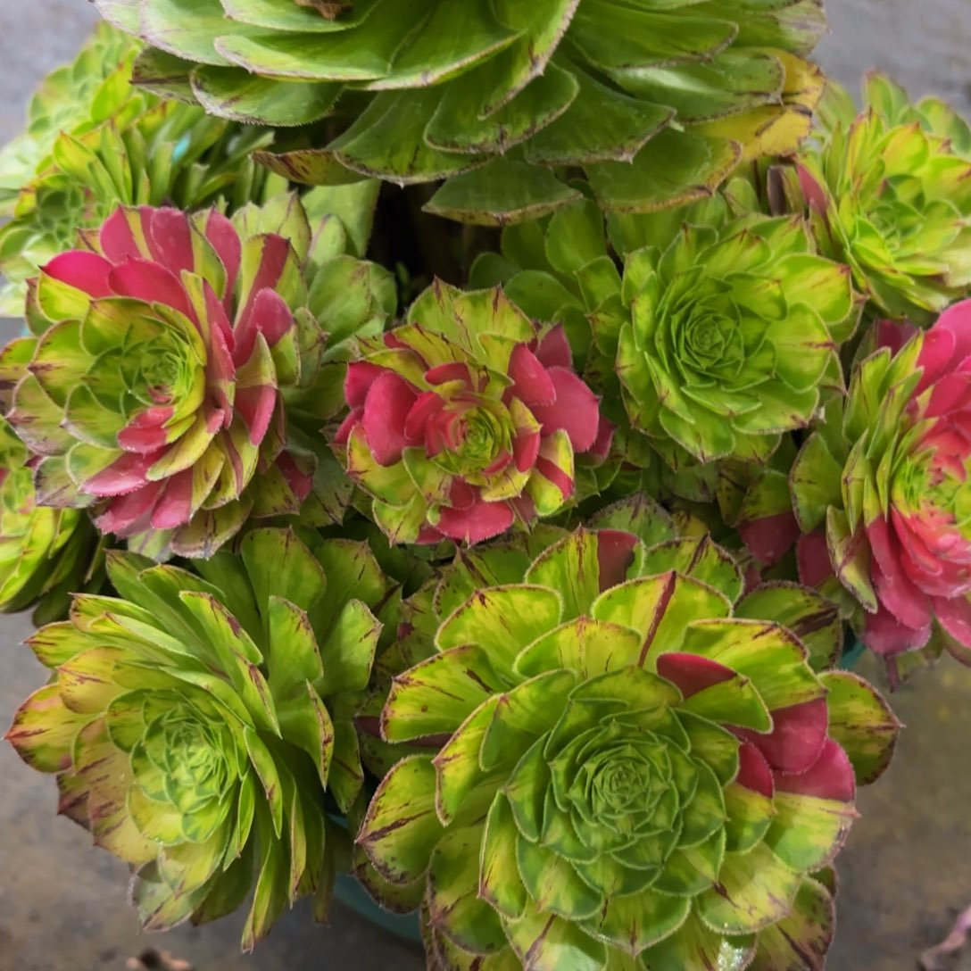 多肉植物哈哈福利来065