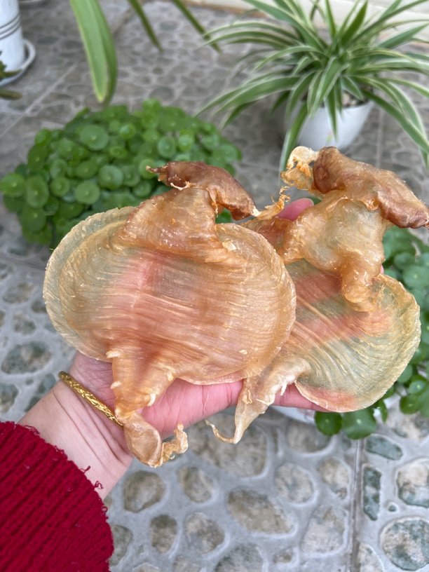 大规格-石肚赤嘴鳘鱼胶-收藏级