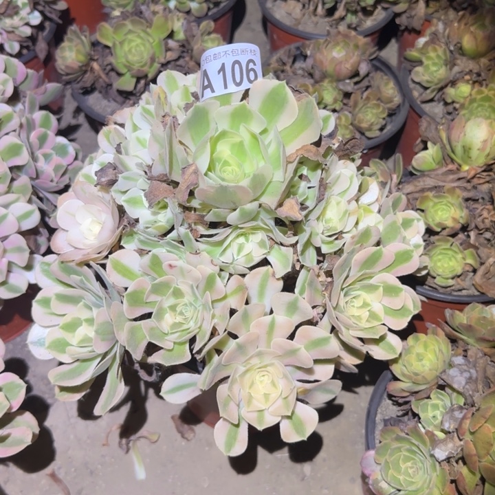 女巫……不包断枝……