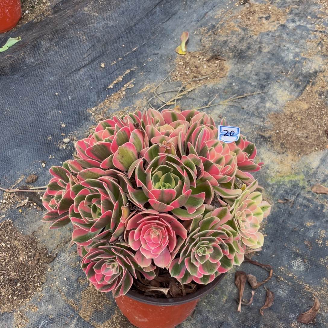 粉女郎20鲜花老桩