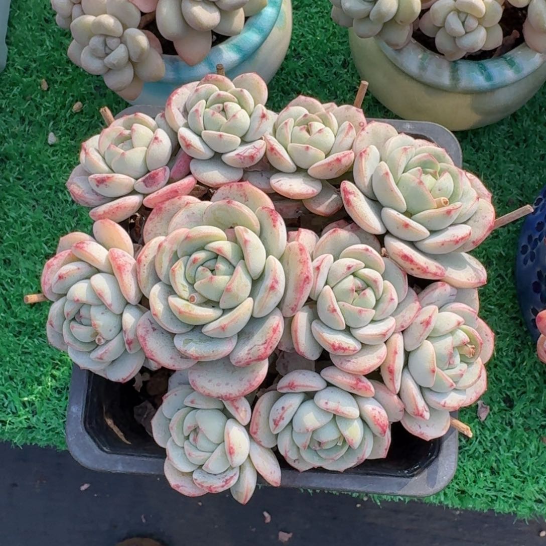 香草老桩一物一拍