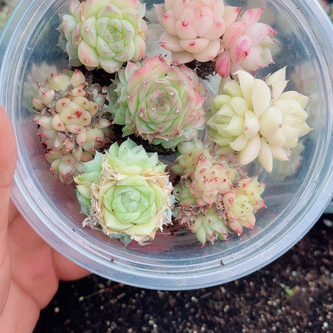 1-146 新疆西藏内蒙不发12.8包邮2-3公分多肉