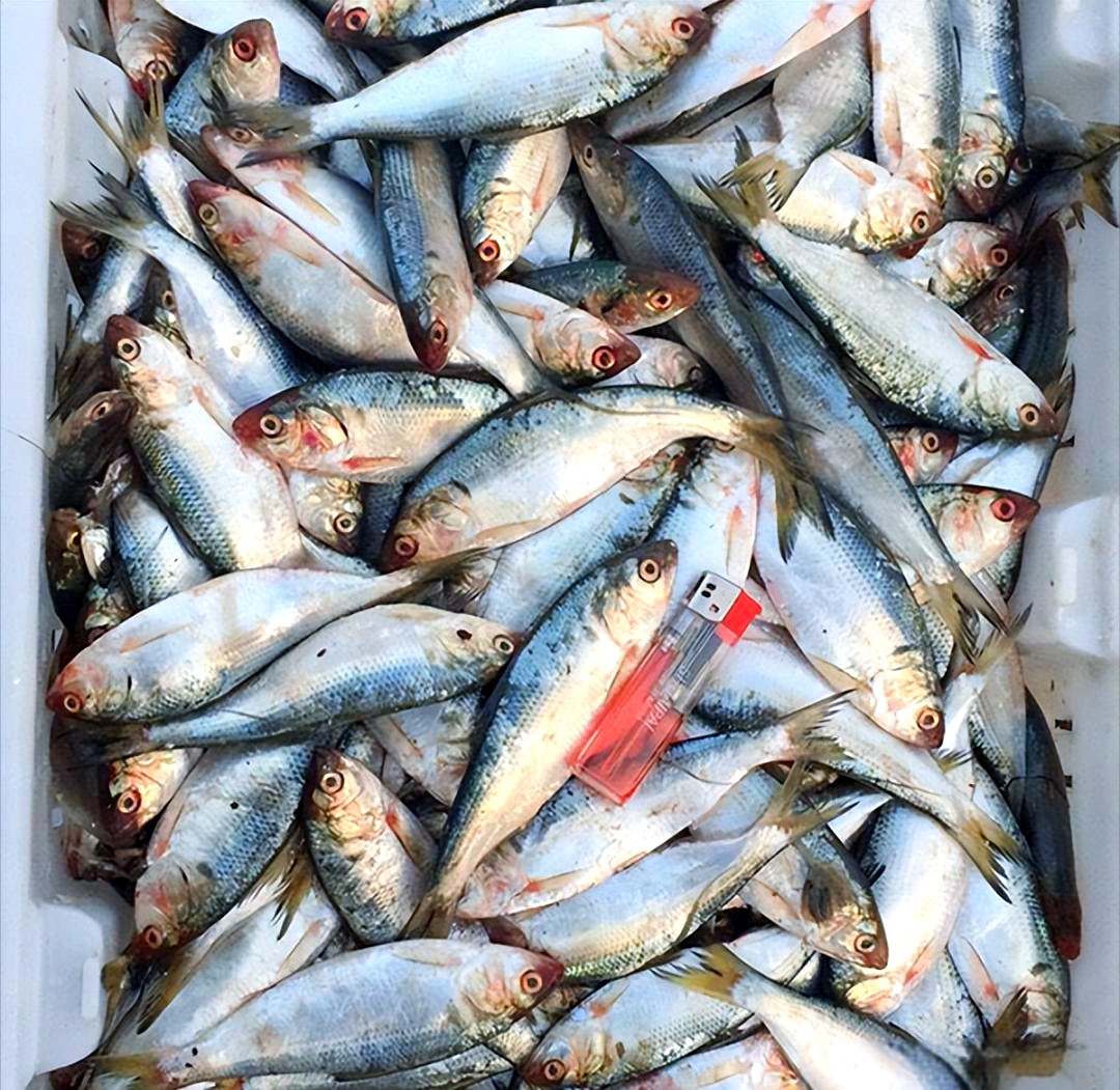 大连本地海捕鲮鲫鱼 海鲫鱼 五斤顺丰包邮
