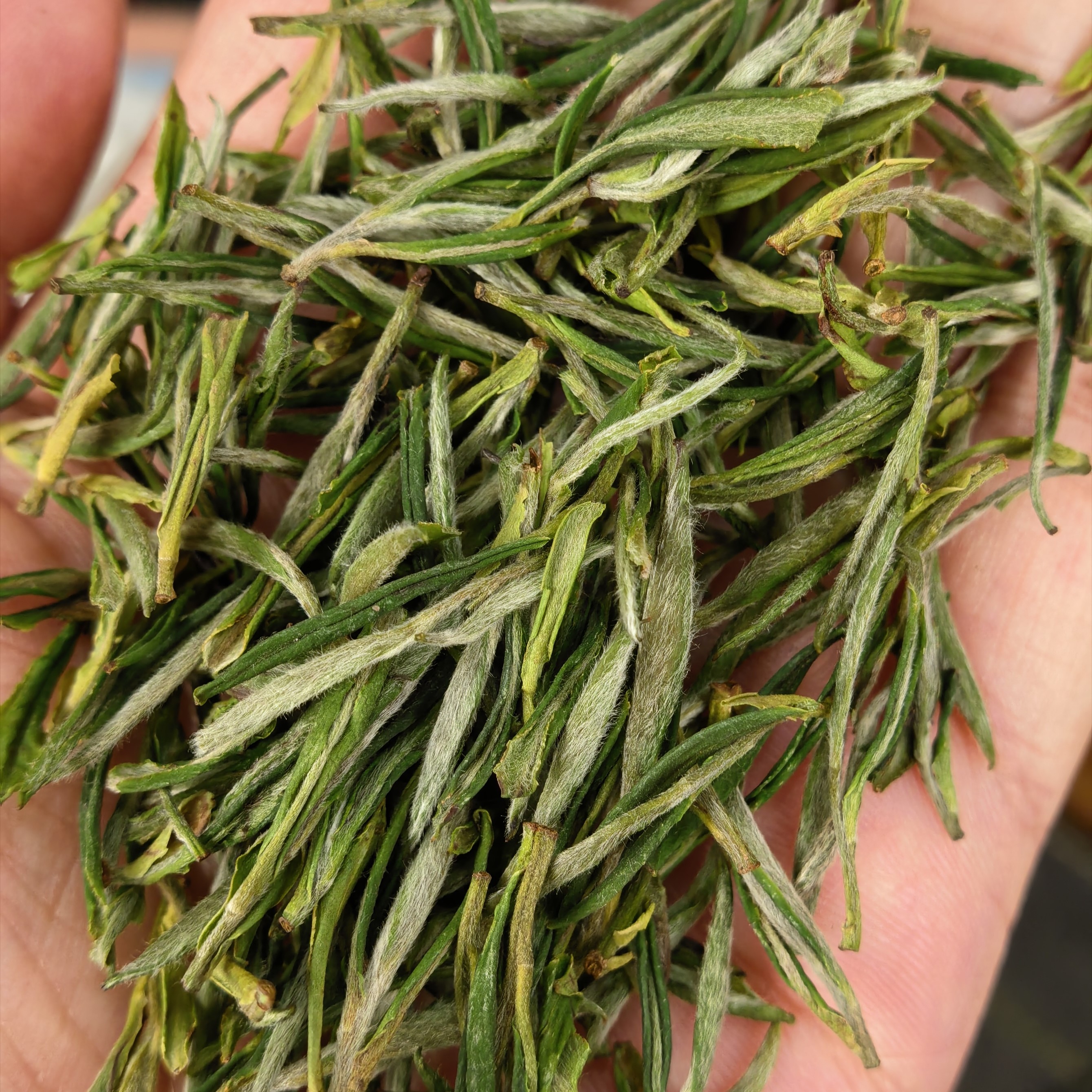『精品毛峰』源产地黄山高山毛峰春茶鲜爽兰花香