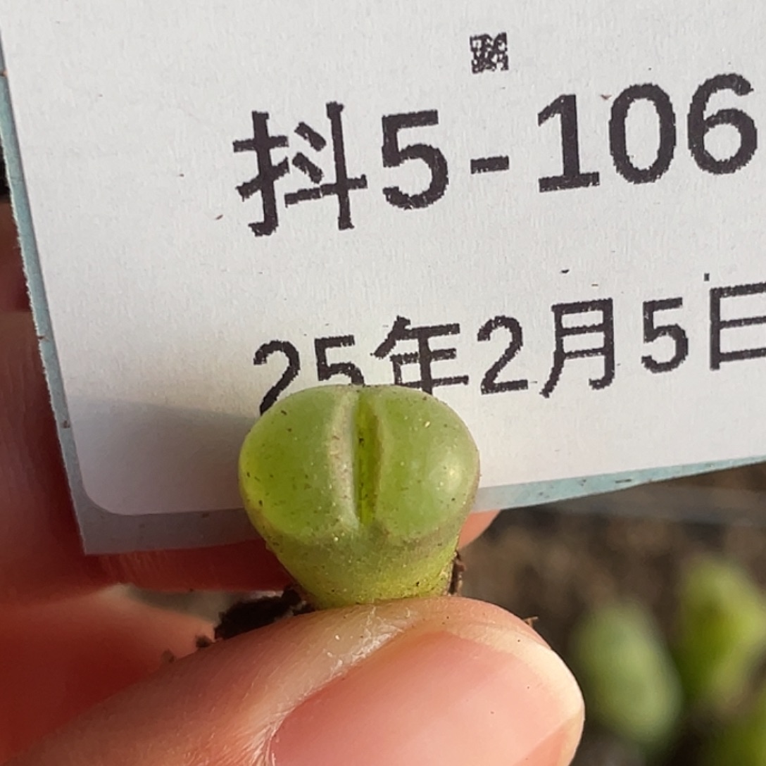 5-106风铃肉锥多肉植物