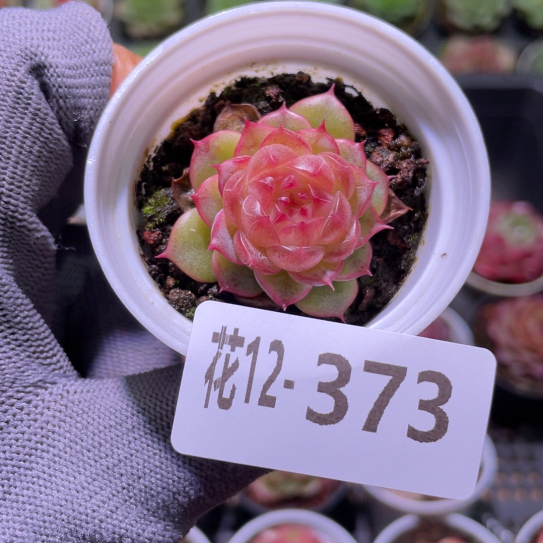 花利美12-373新品珍妮