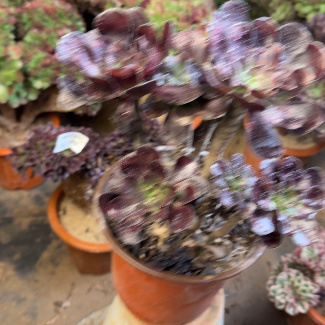 391黑豆法师法师多肉