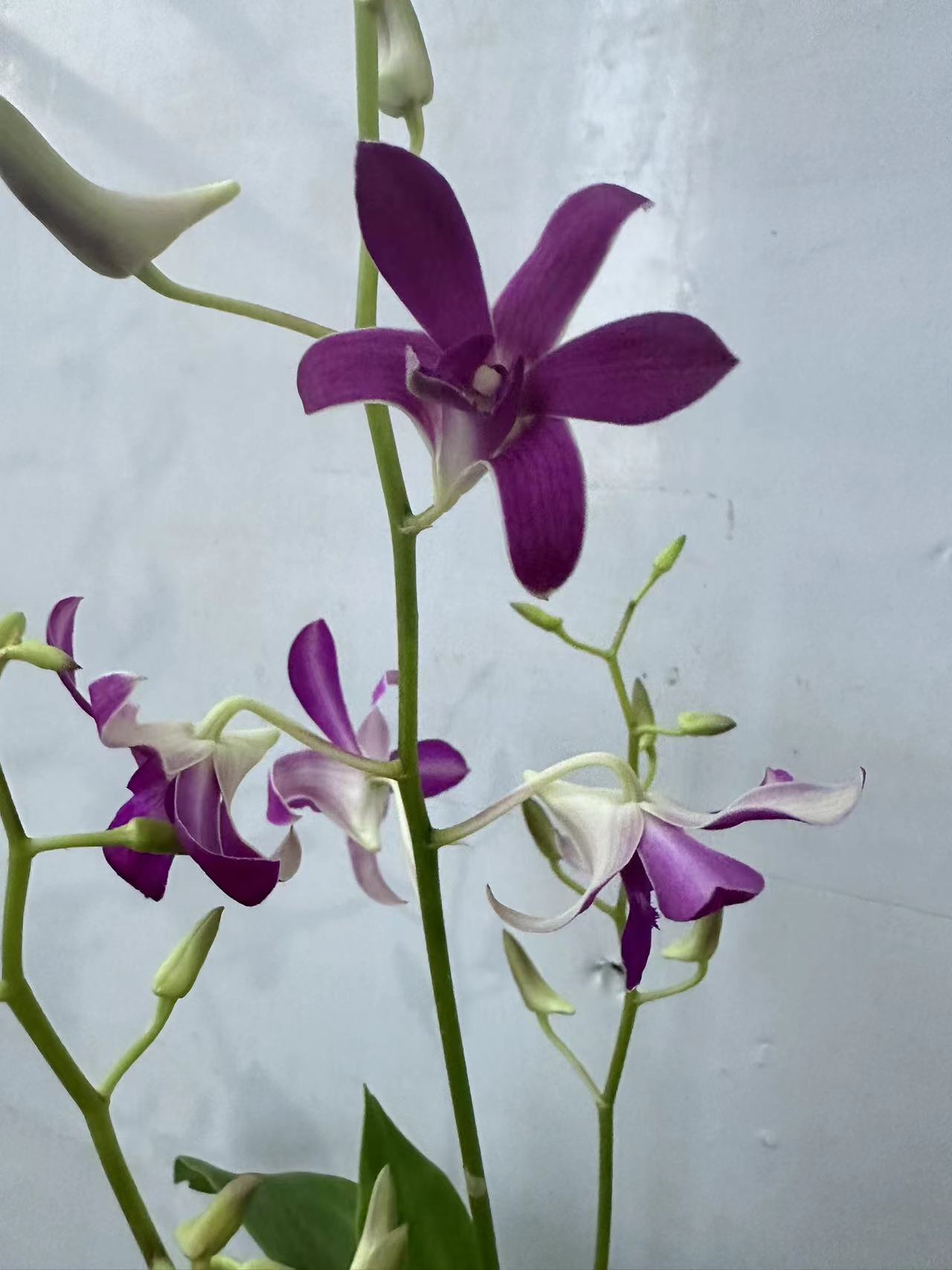 贵妃羚羊 【秋石斛】粉紫爆花好养花期长云南鲜花绿植