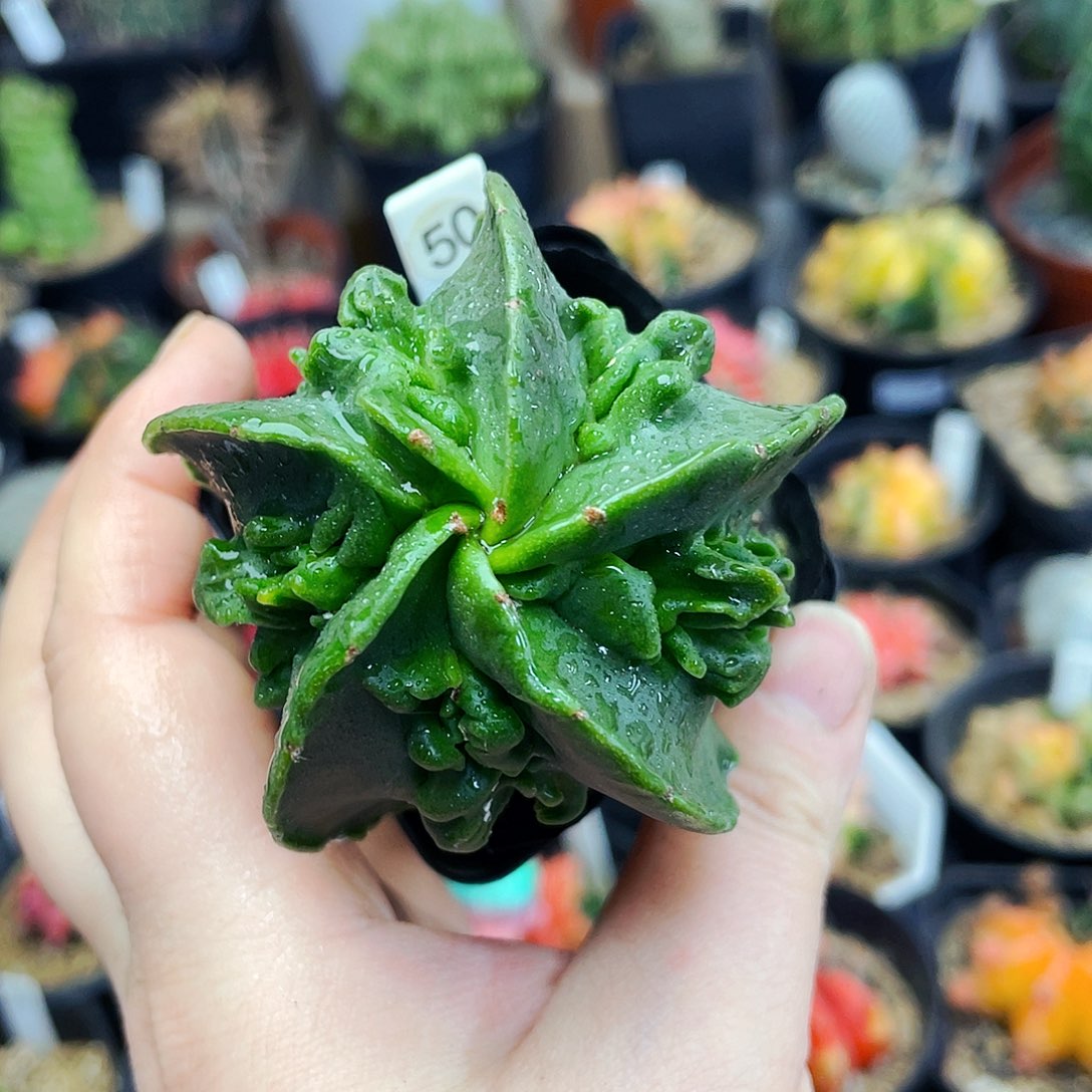 非偏远地区满25包邮仙人球