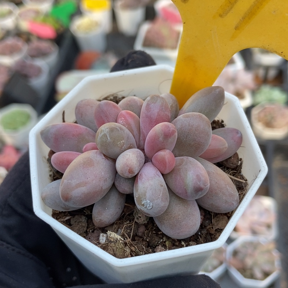 1941红手指多肉植物