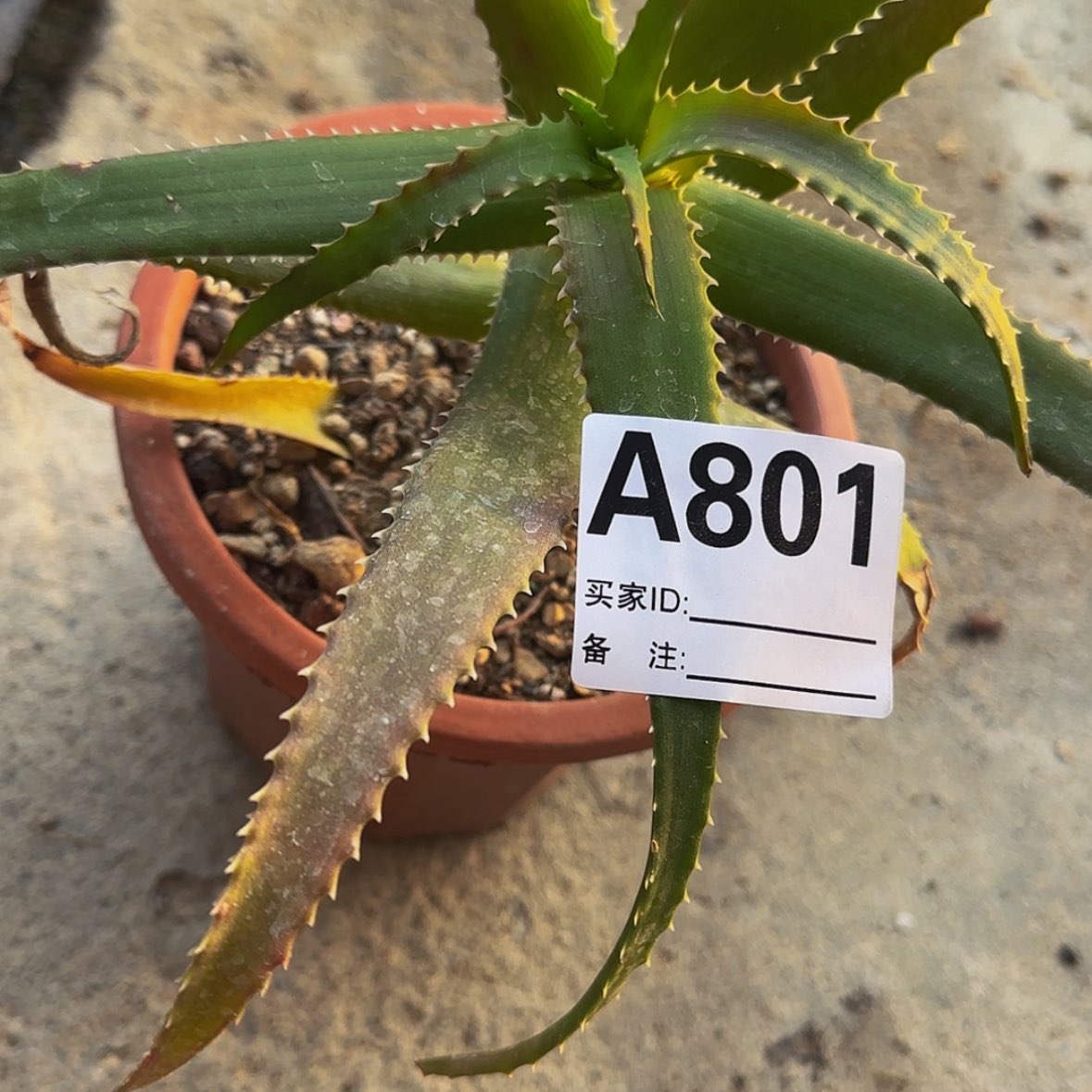 【闪购商品】叮***坨块根植物