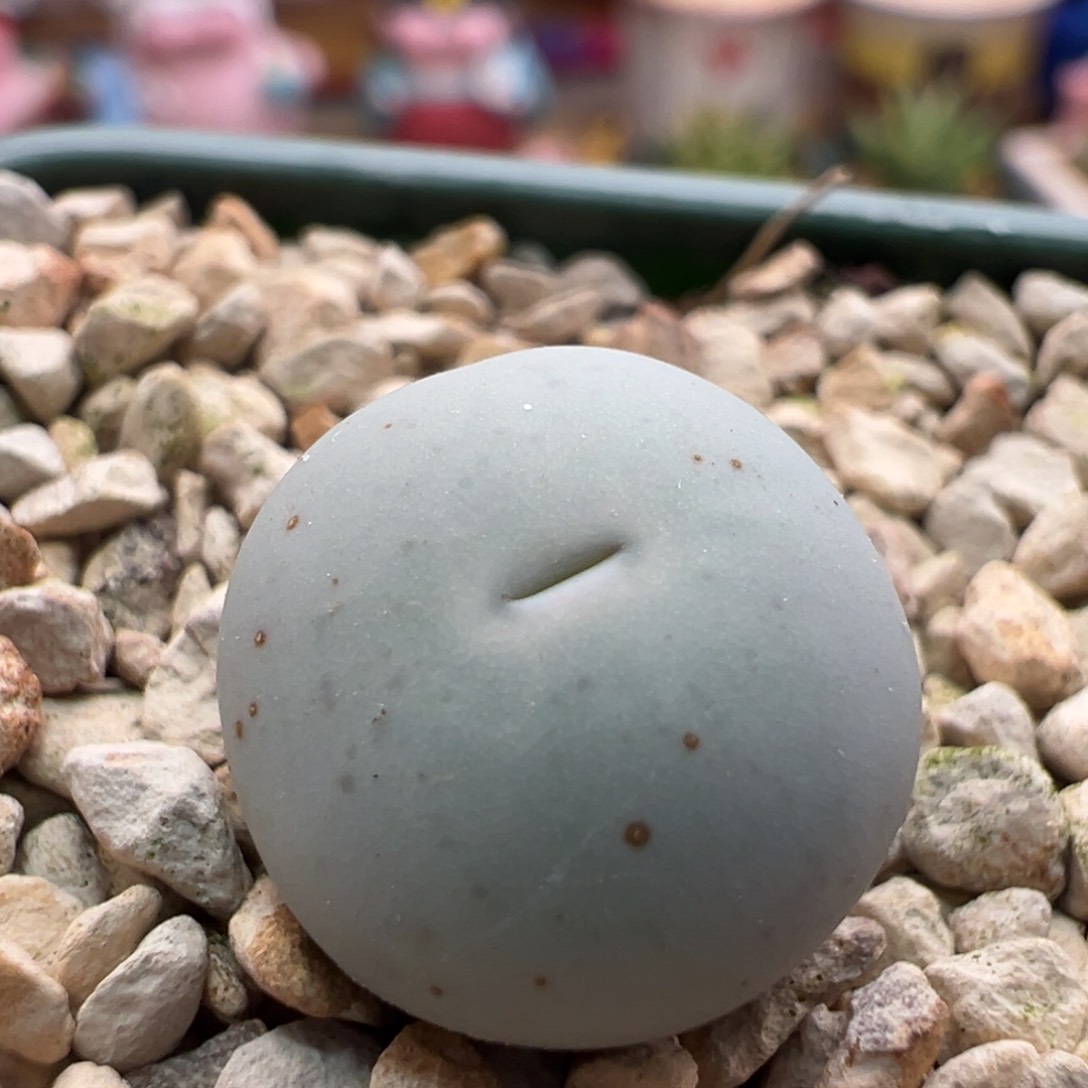 635 青蛙种源V嘴。柏实花园。多肉植物