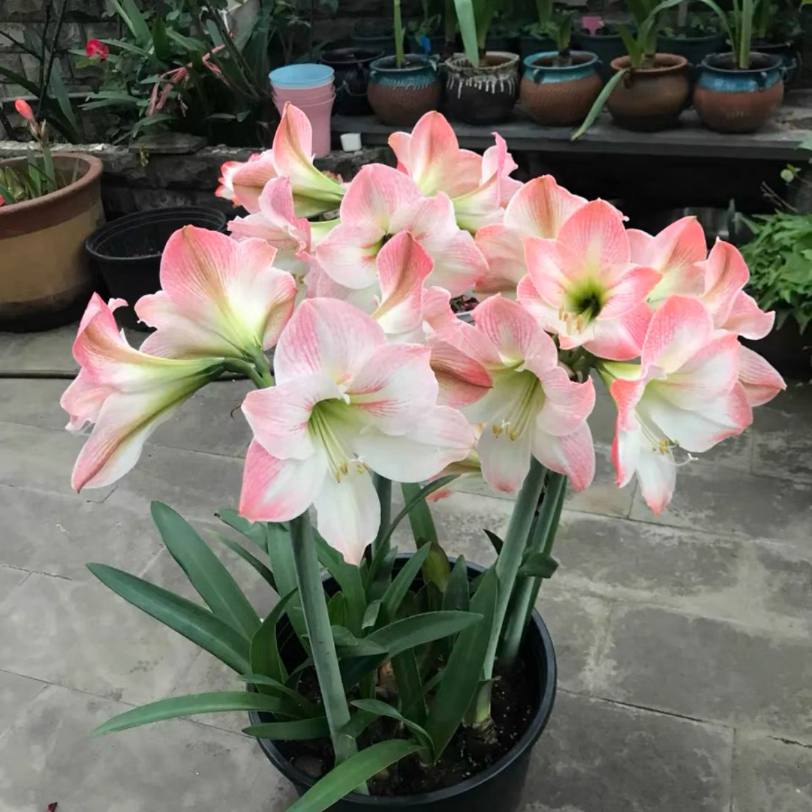 （小花匠花坊）苹果花，荷兰品种自然球