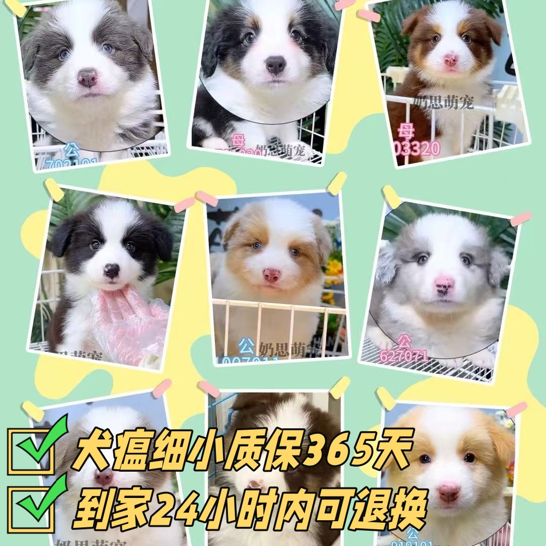 奶思家甜美可爱边牧宠物狗狗