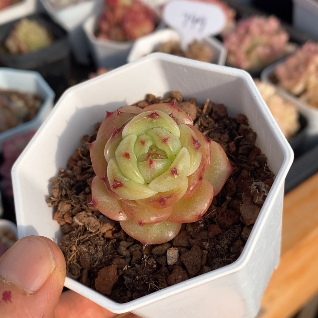 精品多肉一物一拍不包整191