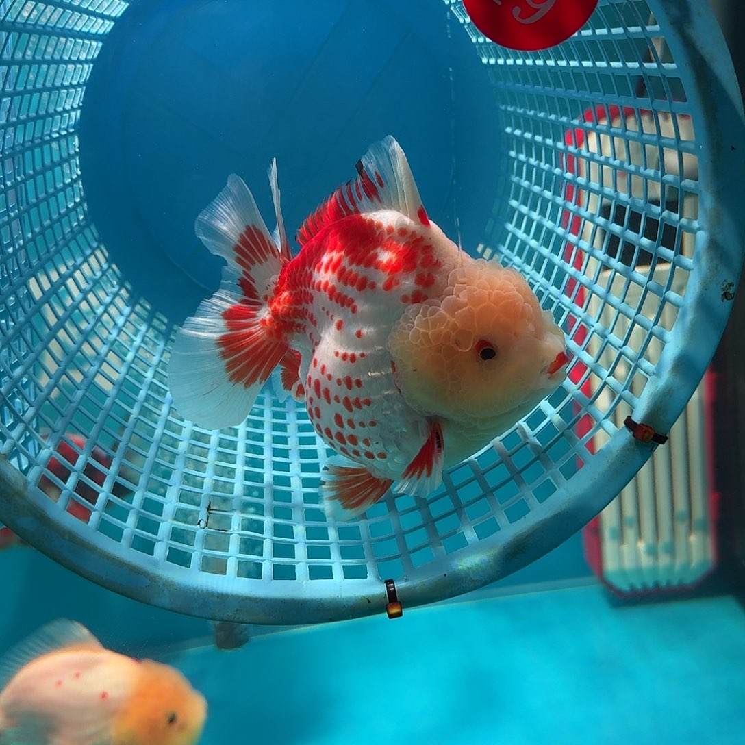 Q***糖金鱼鹿子泰狮清缸运费自理