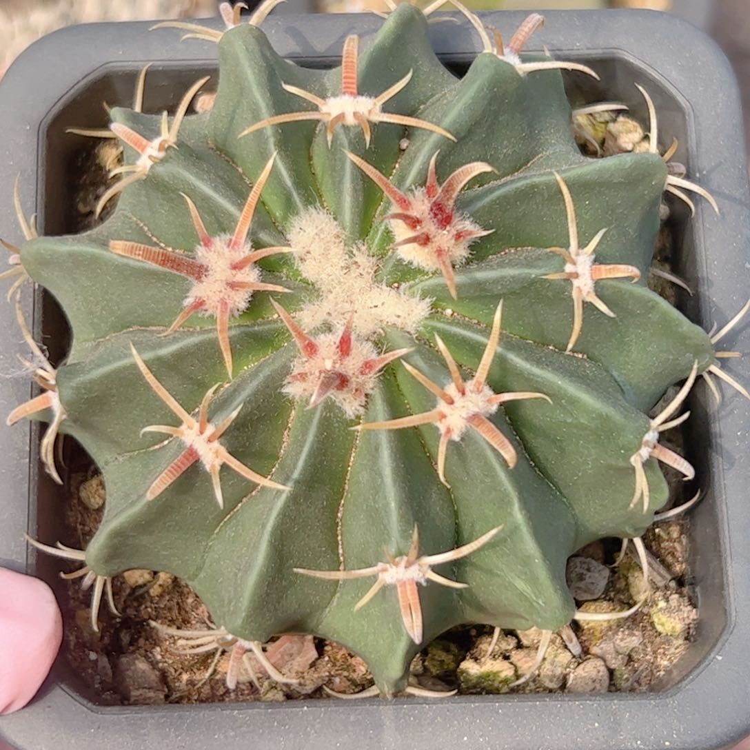 实生 割刺凌波8.5厘米