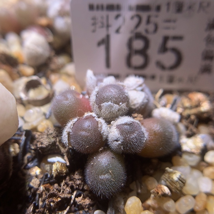 精品生石花225.185毛球