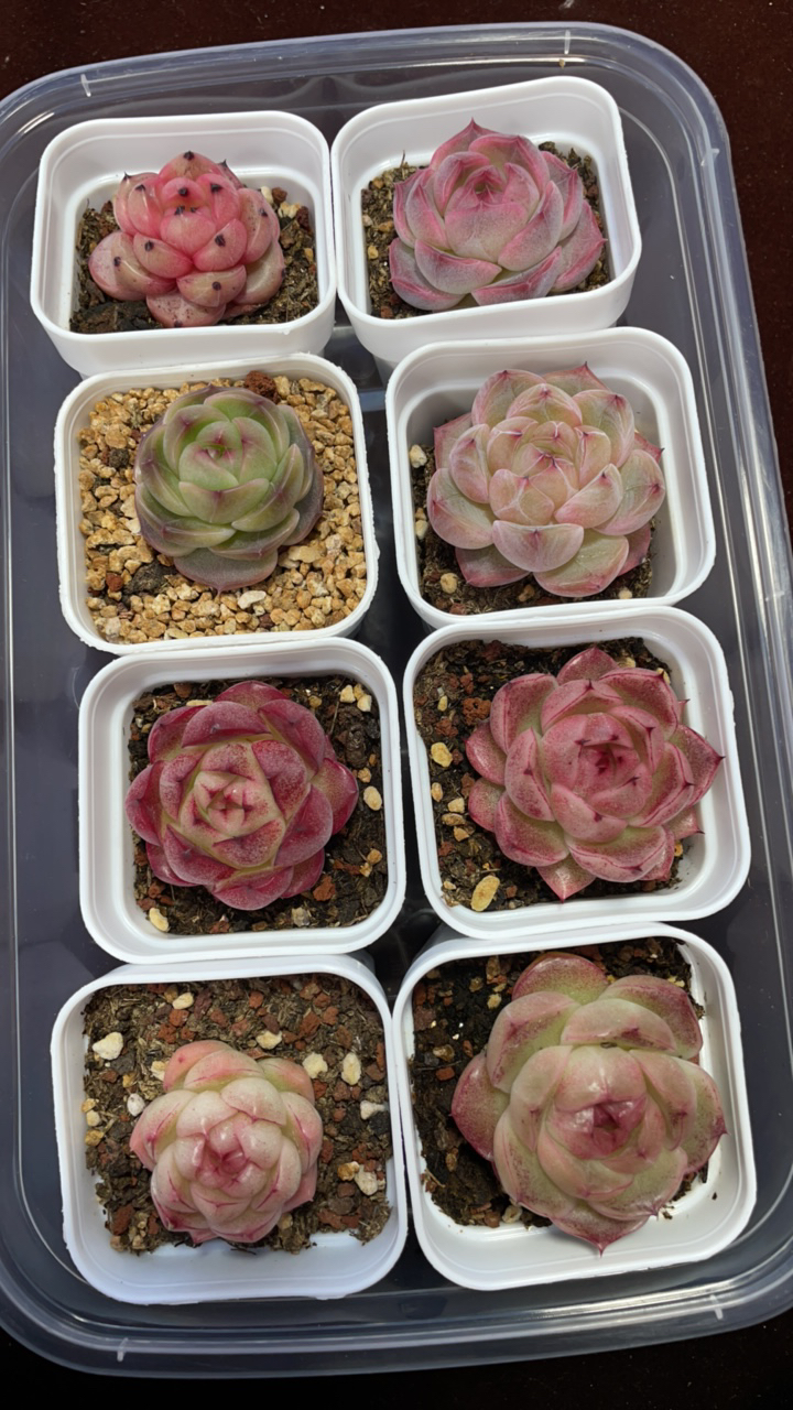 （精品珍妮）带盆带土发货23号链接