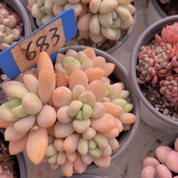 健健康康平平安安