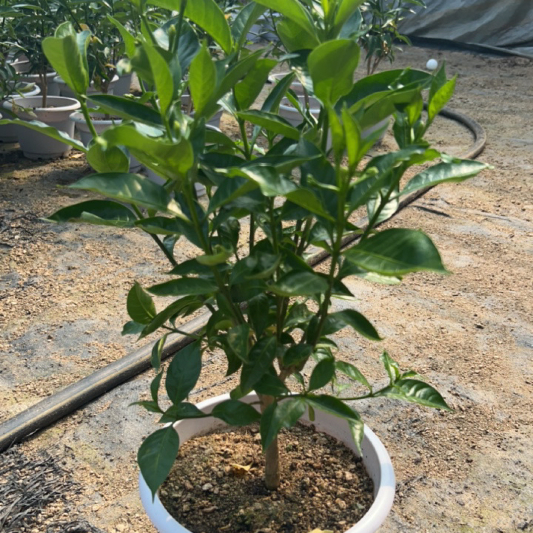 狗牙花 （水晶茉莉 香水茉莉 丁香盆栽）新手入门花卉