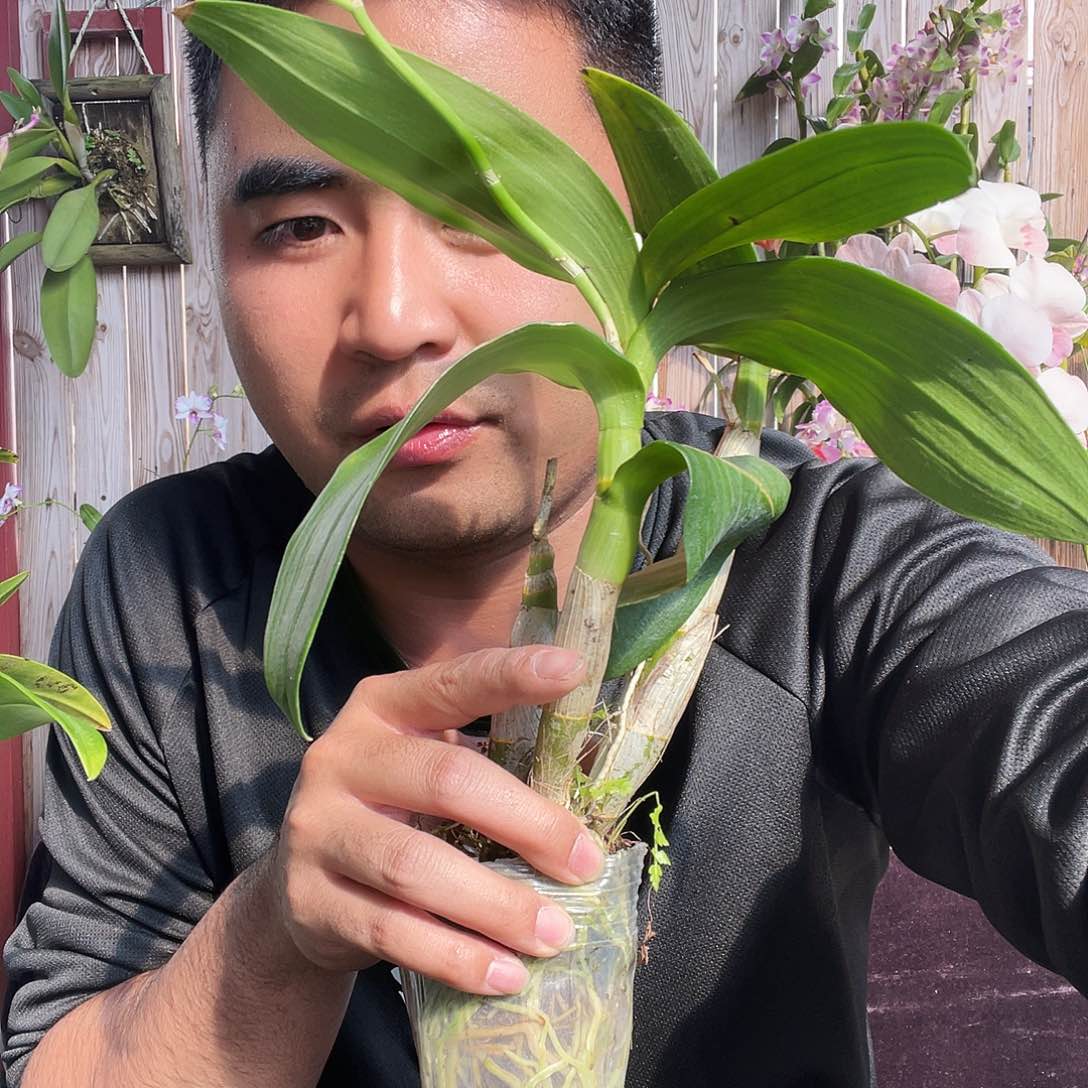 当前无花朵，栽培后可花朵福利