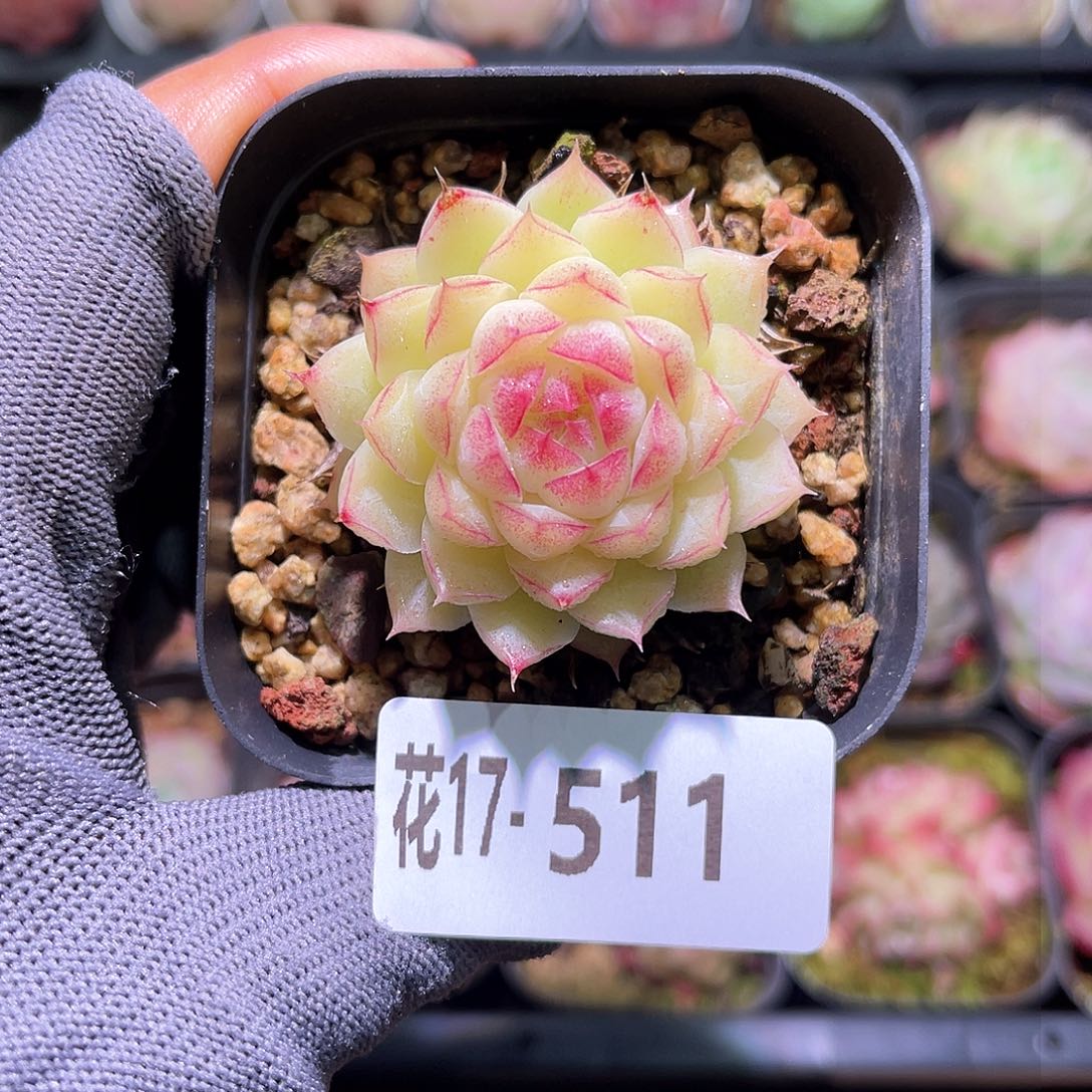 花17-511女王单头