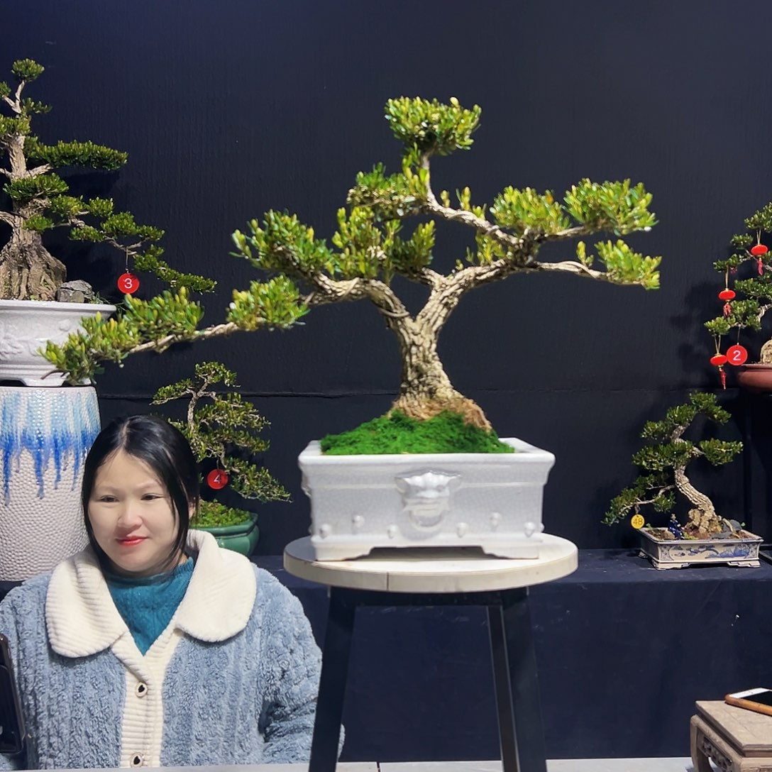 广东黄杨木盆景皱皮黄杨木