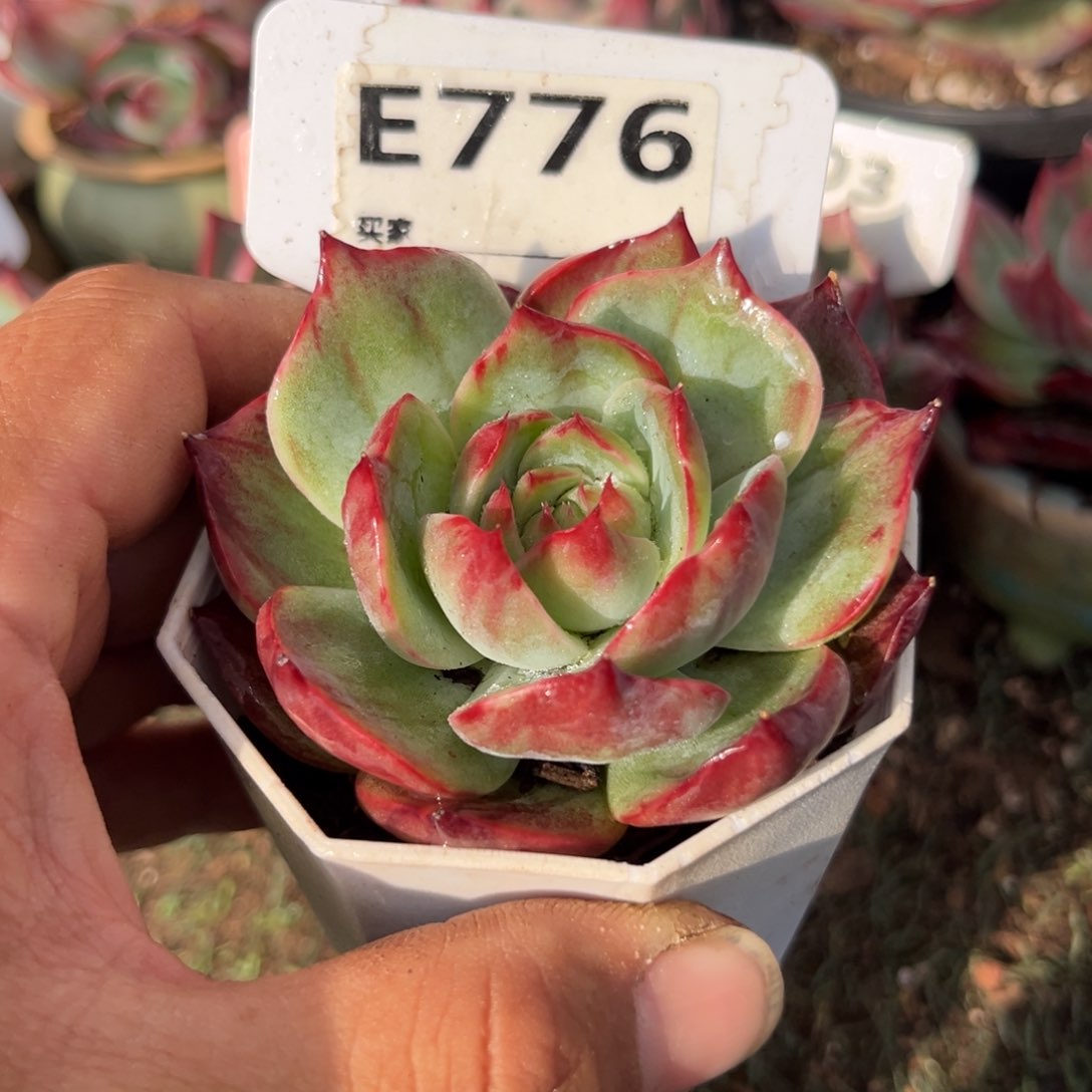 惊鸿一瞥776号多肉