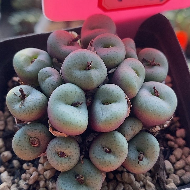 这种事真的不能和4024