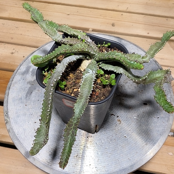 完美主义者勿拍飞龙块根121261