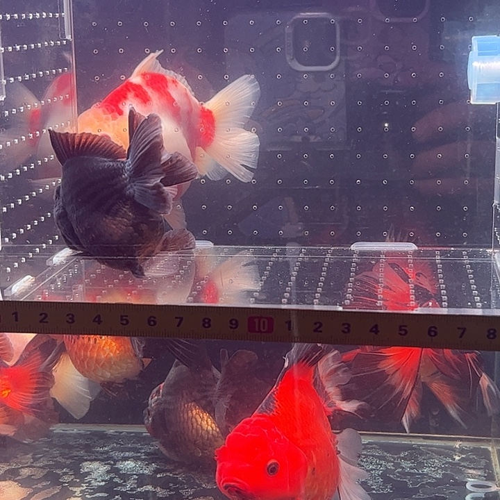 无***名海水鱼一只玛丽小可爱