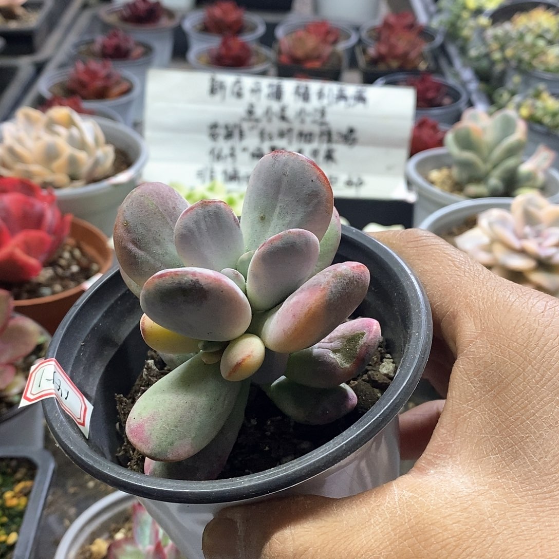 1451多肉乒乓福娘锦