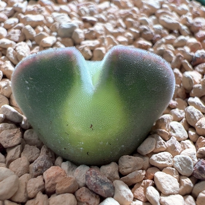 318。青蛙2年 大大大眼空蝉专拍。