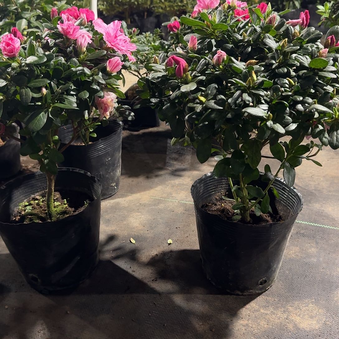 当前无花栽培后可以开花精品五保喷砂