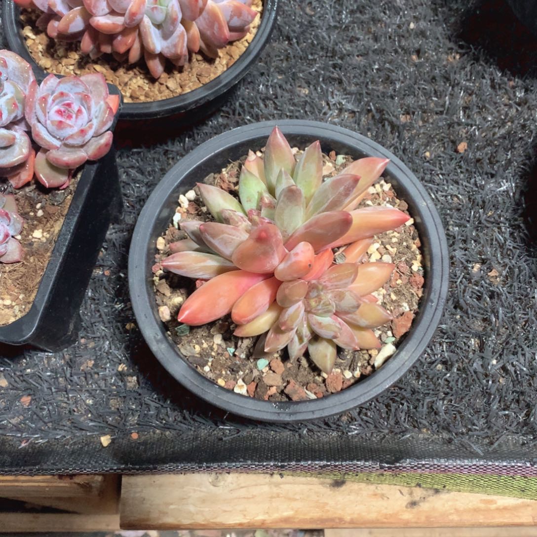 多肉植物多肉植物