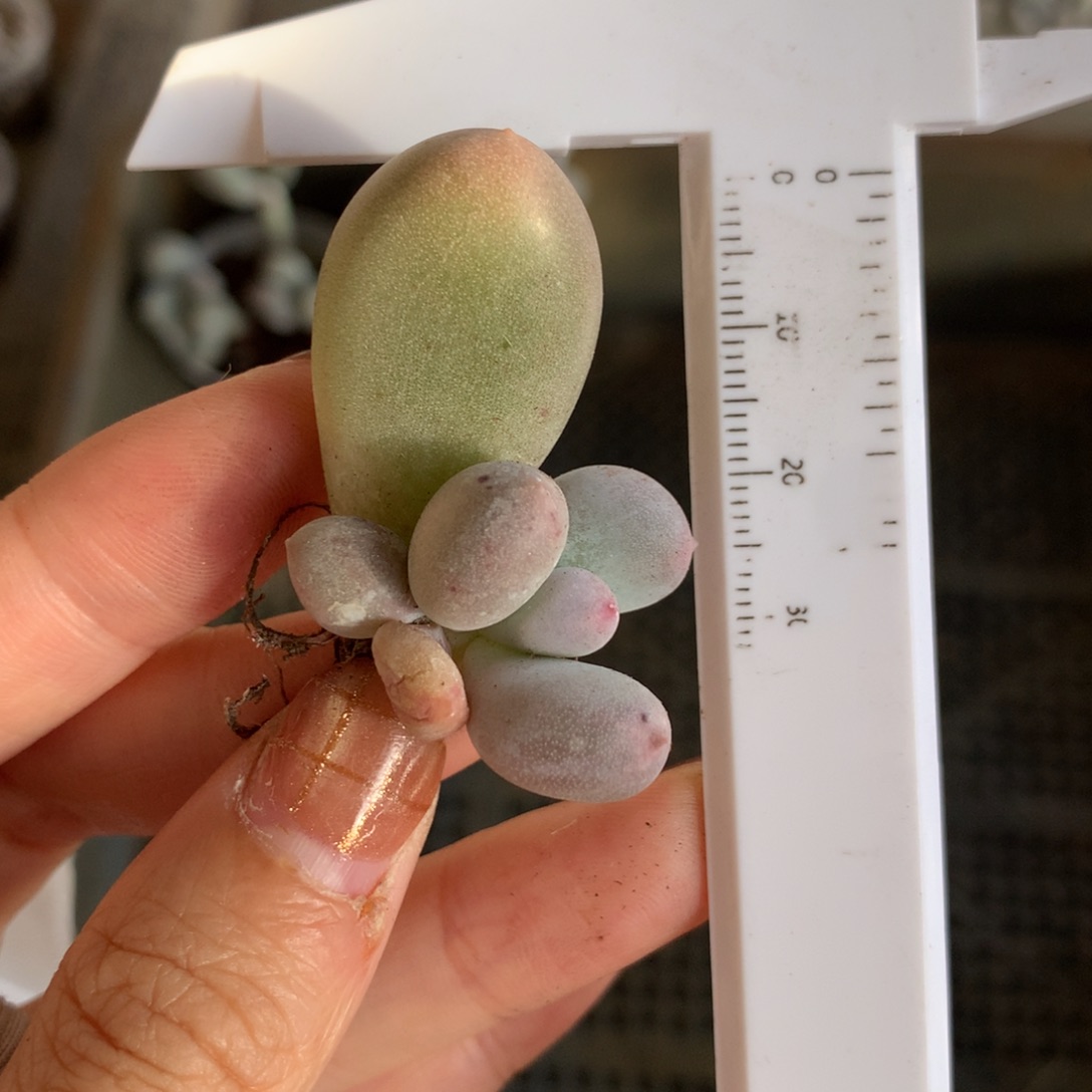 米可奶 不满28发到付，发一片叶，~