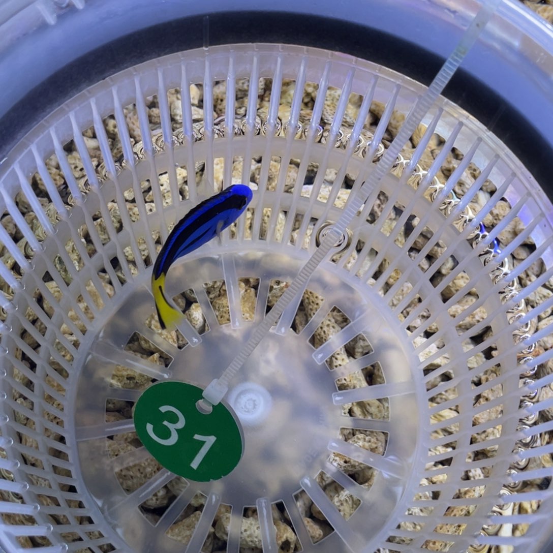 海水鱼蓝调一条顺丰包邮