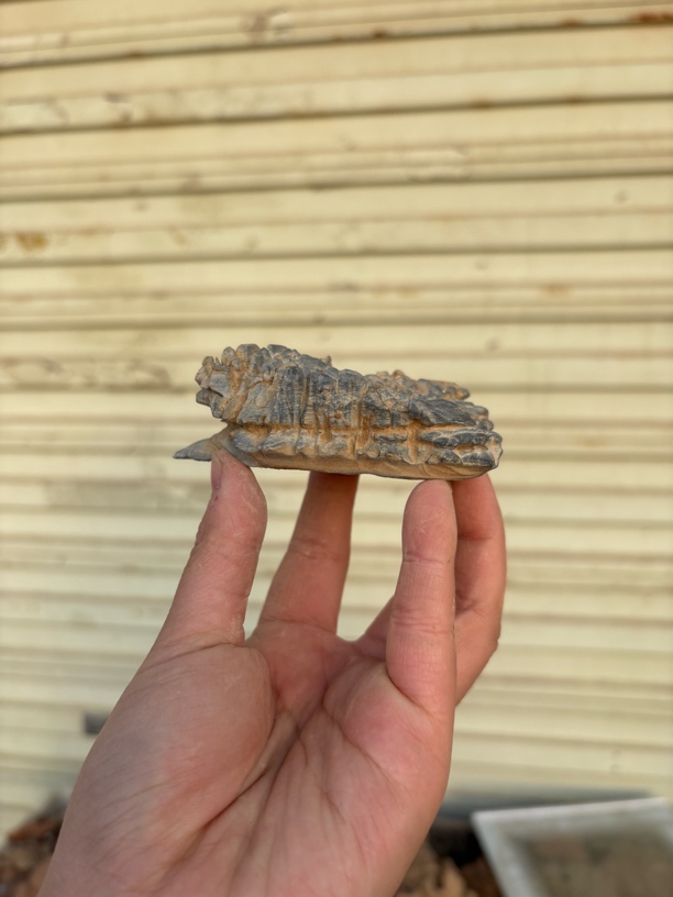 四大奇石之首灵璧石滴水莲花