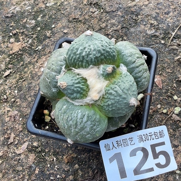 无花朵125梦幻怒涛牡丹东三