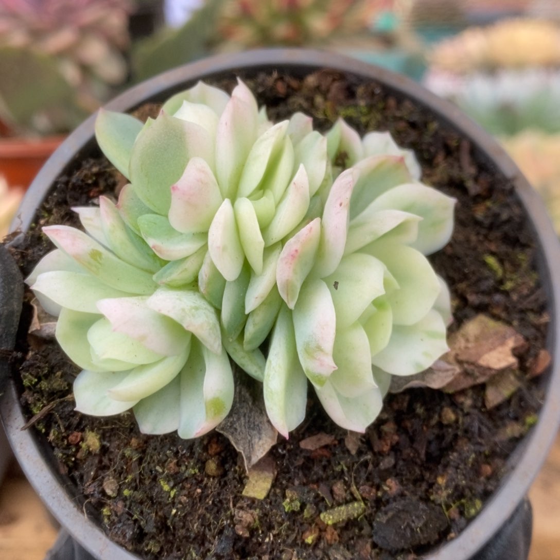 349贝瑞锦锦锦锦锦