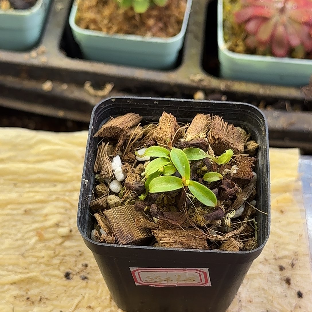 完全开放匙叶欣佳浪山交莱昂纳多