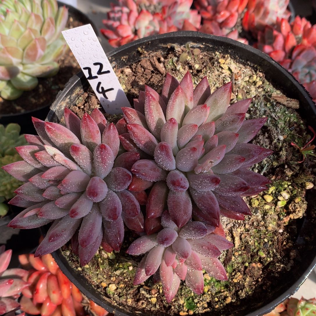 越迷人7272737373737