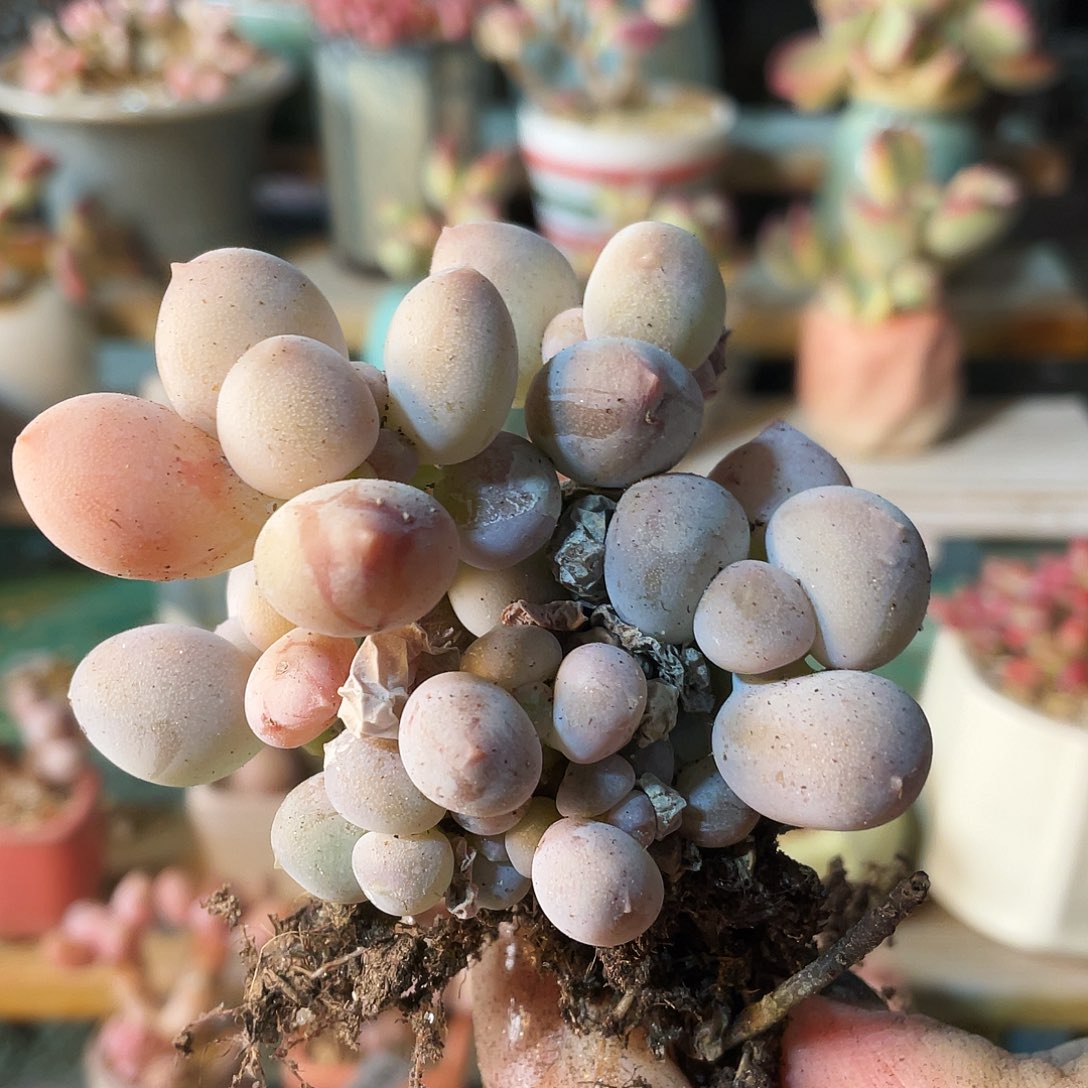 梁***梁多肉植物的生长发育和生长发育等