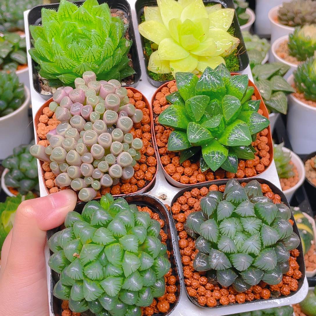 玉露六件套多肉，不带托架