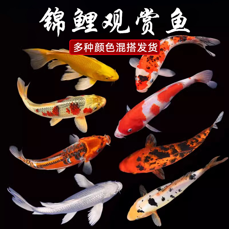 (800号粉红牌)大正黄金观赏鱼鱼缸活体冷水黑金白金锦鲤鱼红白